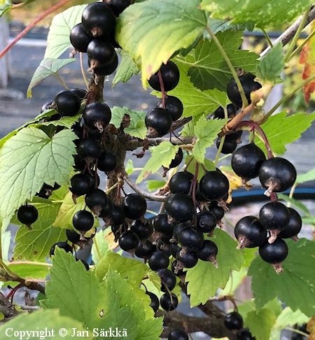 Ribes nigrum Ola mustaherukka